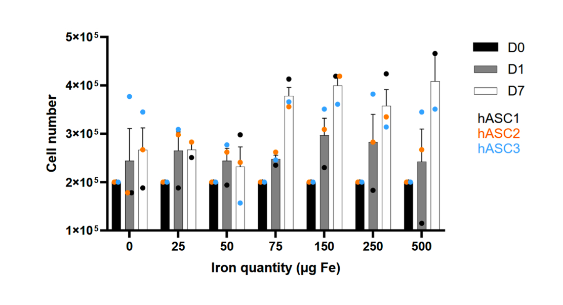 Viabilité cellulaire sur cellules stromales mésenchymateuses humaines issues de 3 donneurs (hASC1, hASC2 et hASC3) après 0, 1 et 7 jours post-internalisation des SUPERSPIO20. Crédit:  Claire Abeza, Plateforme de recherche ECELL France Montpellier