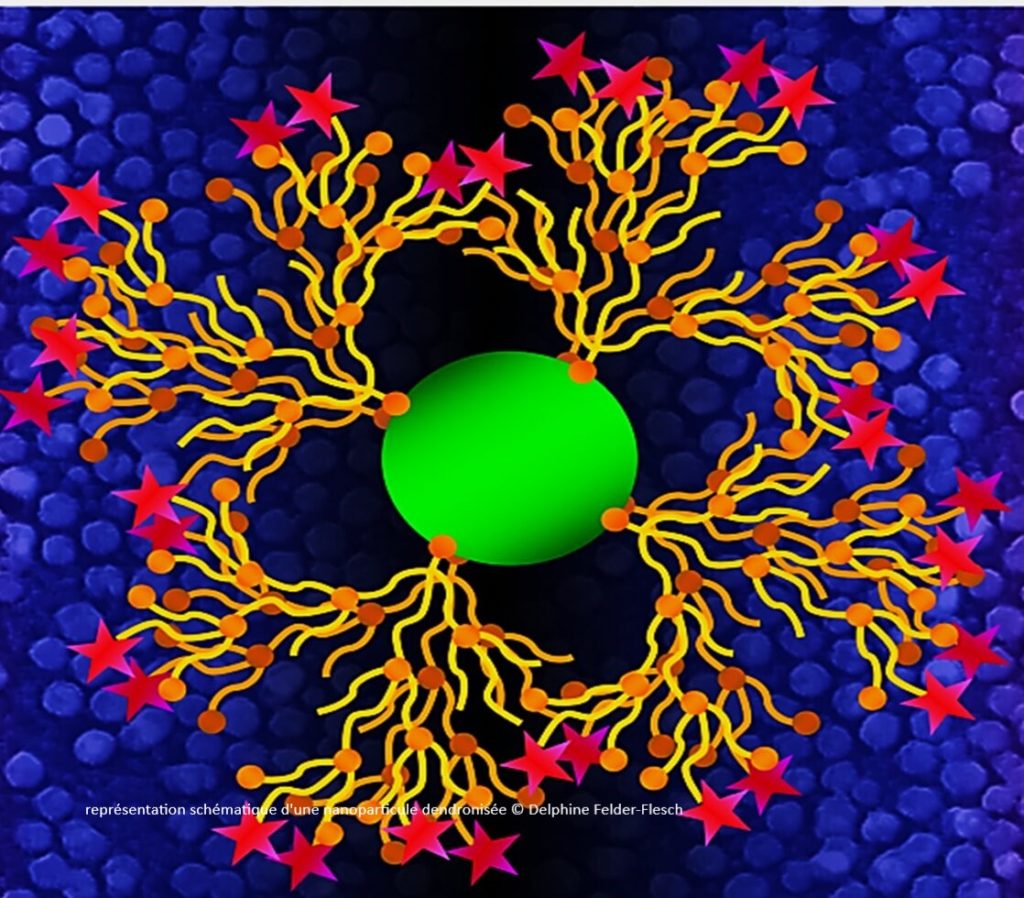 Superbranche delphine felder-flesch sylvie Begin-Colin iron stearate IPCMS CNRS nanomatériaux architecturés nanoparticules magnétiques dendrimères dendritiques diagnostic précoce thérapie ciblée oncologie cancer startup nanotechnologie nanomédecine biotechnologie innovation injection intraveineuse imagerie médicale